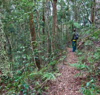 Blackbutt walking track - Accommodation Rockhampton