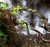 Mogo Bushwalk - Accommodation Rockhampton