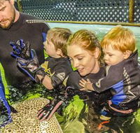 Irukandji Shark and Ray Encounters - Accommodation Rockhampton