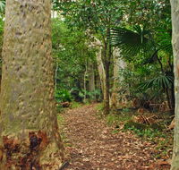 Depot Beach Rainforest walk - Accommodation Rockhampton
