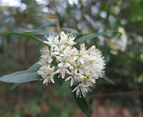 Booderee National Park Botanic Gardens - Accommodation Rockhampton 1