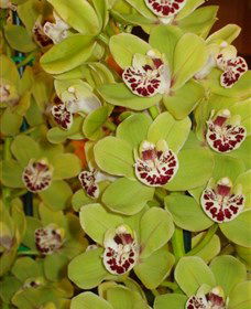 Tinonee Orchid Nursery - Accommodation Rockhampton 1
