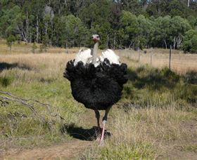 Glen Ian Ostrich And Emu Farm - Accommodation Rockhampton 1