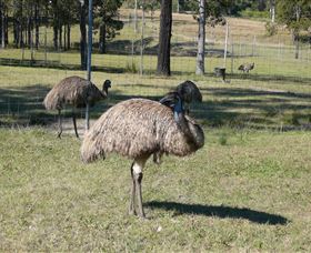 Glen Ian Ostrich And Emu Farm - Accommodation Rockhampton 0