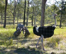 Glen Ian Ostrich And Emu Farm - Accommodation Rockhampton 2