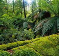 Errinundra National Park - Accommodation Rockhampton