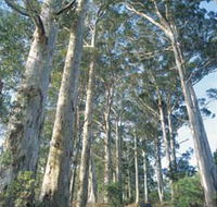 The Great Forest Trees Drive - Accommodation Rockhampton