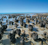 Hamelin Pool Stromatolites - Accommodation Rockhampton