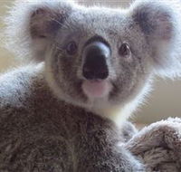 Koala Care Centre in Lismore - Accommodation Rockhampton