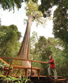 Old Bottlebutt - Accommodation Rockhampton 0