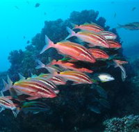 Flat Rock Dive Site - Accommodation Rockhampton