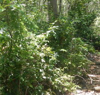Bridle trail - Accommodation Rockhampton