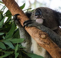 Macquarie Nature Reserve - Accommodation Rockhampton