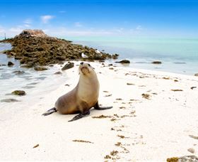 Abrolhos Islands - Accommodation Rockhampton 2