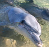 Dolphins of Monkey Mia - Accommodation Rockhampton