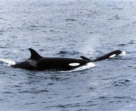 Killer Whale Trail - Accommodation Rockhampton 0