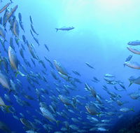 Cape Byron Marine Park - Accommodation Rockhampton