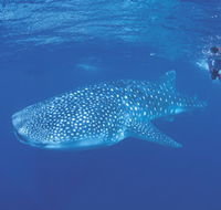 Ningaloo Reef - Accommodation Rockhampton