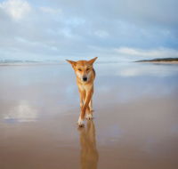Fraser Island Adventure Tours - Accommodation Rockhampton