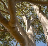 Lindsay Pryor Walk Australian National University - Accommodation Rockhampton