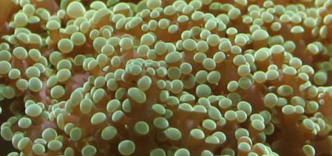 River To Reef Aquarium - Accommodation Rockhampton 0