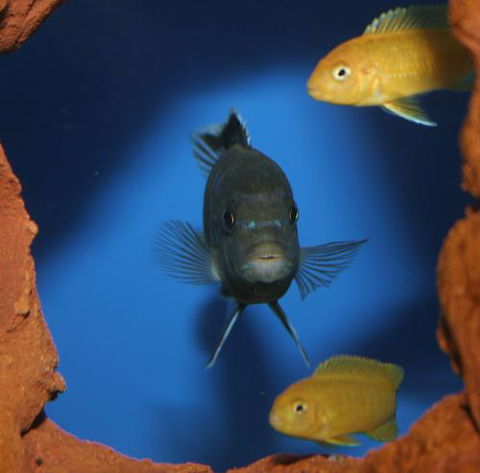 River To Reef Aquarium - Accommodation Rockhampton 1