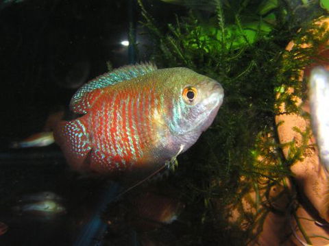 River To Reef Aquarium - Accommodation Rockhampton 4