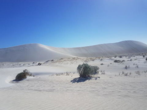 Pinnacles Desert, Koalas And Sandboarding 4WD Day Tour From Perth - Accommodation Rockhampton 2