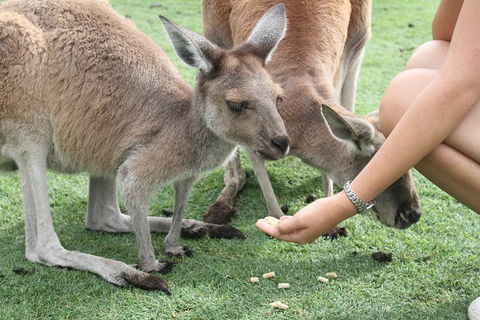 Pinnacles Desert, Koalas And Sandboarding 4WD Day Tour From Perth - Accommodation Rockhampton 32