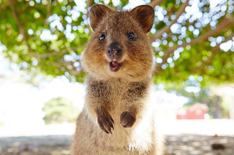 Rottnest Island Tour From Perth Or Fremantle Including Bus Tour - Accommodation Rockhampton 6