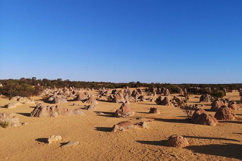 Pinnacles Day Trip From Perth Including Yanchep National Park - Accommodation Rockhampton 6