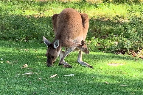 Pinnacles Day Trip From Perth Including Yanchep National Park - Accommodation Rockhampton 5