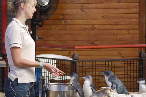 Full-Day Penguin Island & Fremantle Town - Accommodation Rockhampton 6