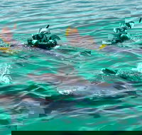 Swim with Dolphins Day Trip from Perth - Accommodation Rockhampton
