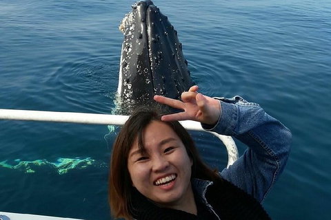 Whale Watching Dunsborough - Accommodation Rockhampton 1