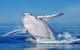 Whale Watching Dunsborough - thumb 0