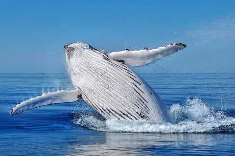 Whale Watching Dunsborough - Accommodation Rockhampton 0