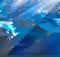 Snorkel with Sharks at AQWA - Accommodation Rockhampton