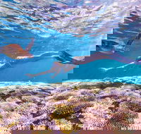 7-Day Exmouth Explorer via Pinnacles Monkey Mia Ningaloo Reef returning to Perth - Accommodation Rockhampton