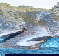Jet Boat Whale Watching Safari from Dunsborough - Accommodation Rockhampton