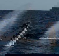 Perth Whale-Watching Cruise from Hillarys Boat Harbour - Accommodation Rockhampton