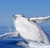 Whale Watching Busselton Departing from Busselton Jetty - Accommodation Rockhampton