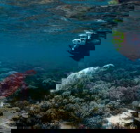 3 Night Ningaloo Reef Snorkel and Dive Getaway from Coral Bay - Accommodation Rockhampton