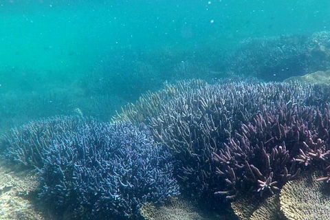 Full Day Guided Abrolhos Fly And Flipper Tour From Geraldton - Accommodation Rockhampton 1