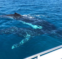 Busselton Whale Watching - Accommodation Rockhampton