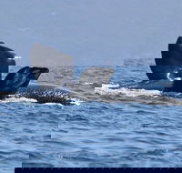 3 Hour Winter Whale Safari May - Oct around King George Sound - Accommodation Rockhampton