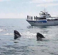 Busselton Whale Watching Eco Tour - Accommodation Rockhampton