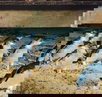 Half Day Phillip Island Penguin Parade PLUS Tour - Accommodation Rockhampton