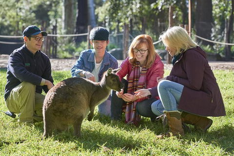Australian Wildlife Experience At Healesville Sanctuary - Accommodation Rockhampton 0