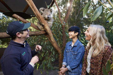 Australian Wildlife Experience At Healesville Sanctuary - Accommodation Rockhampton 1